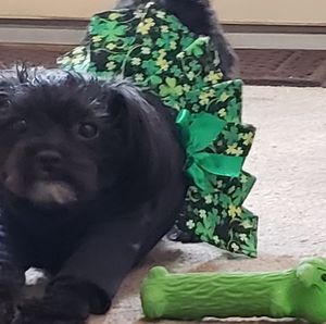 Meet your Posher, Joyce